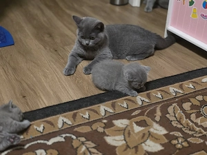 Süßes BKH Katzenmädchen sucht ein liebevolles Zuhause NUR HEUTE: Für 350 Euro abholbereit!   