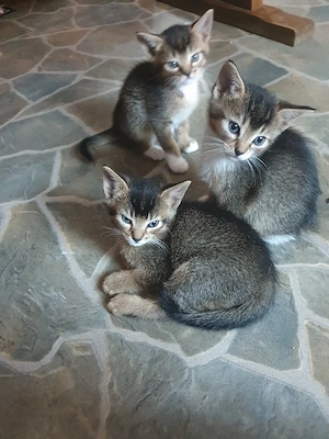 Abessinier - Mix Kitten