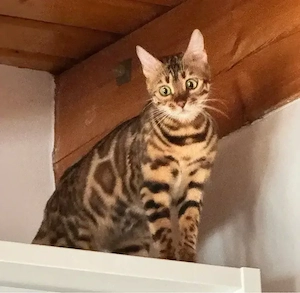 Bengalkitten Bild 7