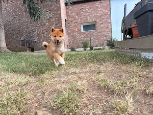 Reinrassige shiba inu welpen 