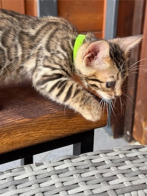 Bengalkitten Bild 6