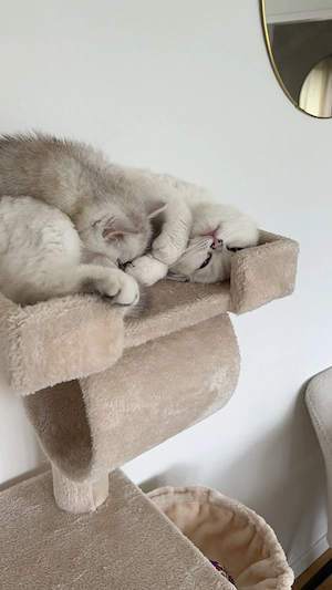 Zwei wunderschöne, britisch Kurzhaar Katzen