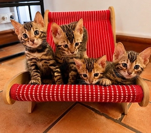 Bengal Kitten