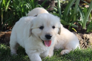 Liebevolle Golden-Retriever-Welpen suchen ein neues Zuhause
