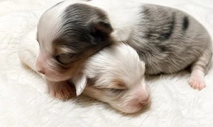australian shepherd welpen 