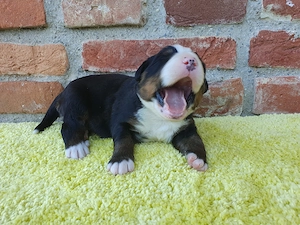 Reinrassiges kräftiges Bernersennen Weibchen