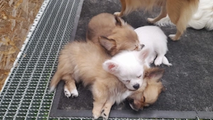 Reinrassige ( langhaar ) Chihuahua Welpen  Hausaufzuchten verspielt und verschmust top sozialisiert 
