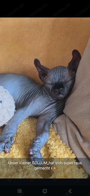 Sphynx Katerchen mit schnurrhaare und Stammbaum 