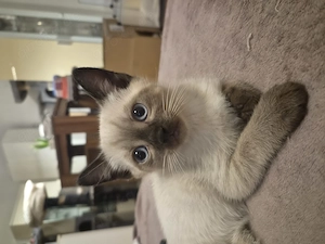 Siam BKH Kitten. Blaue Augen zum verlieben 