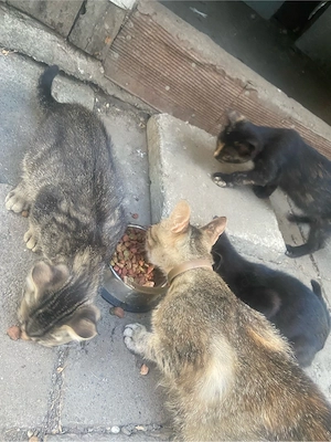 3 Babykatze zu verkaufen