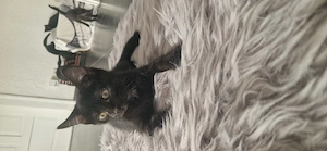 5 zuckersüße Katzen Babys 