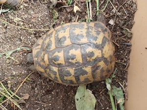 Griechische Landschildkröten 5xWeiblich (Dalmatische )