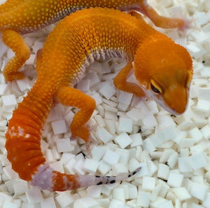 Leopardgecko Männchen 2026 Electric-Mandarine cross