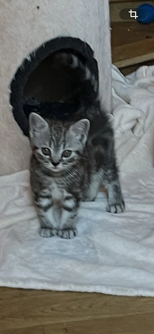 Süße, reinrassige BKH Kitten abzugeben.