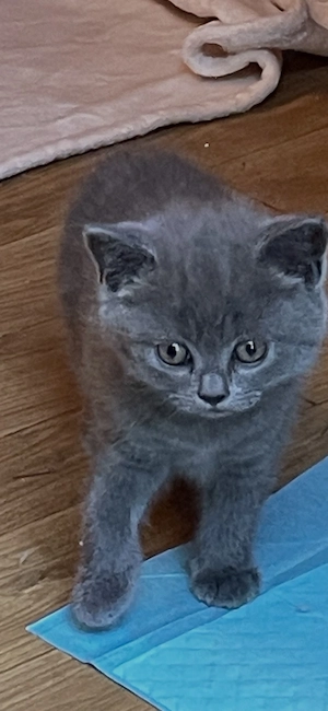 Süße, reinrassige BKH Kitten abzugeben.