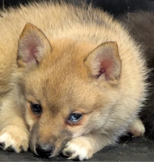 Exklusive Shibapoms - Pomskypoo x Shiba Inu Mädchen suchen liebevolle Familien