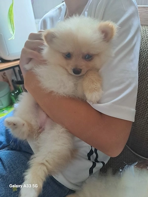 Pomeranian-Welpen zu verkaufen