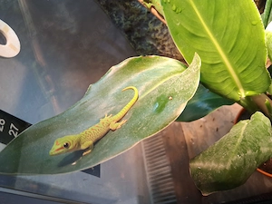 Phelsuma grandis Madagaskar Taggecko 0.0.2 High Red