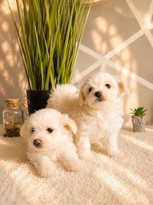 Maltipoo welpen