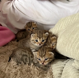 Bkh Mix Kitten