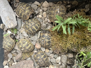Griechische Landschildkröten