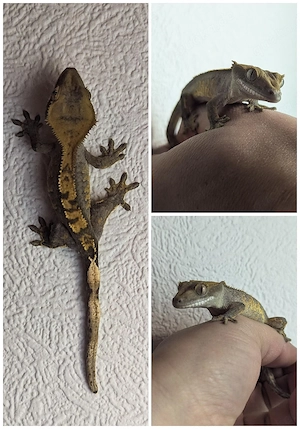 Correlophus ciliatus