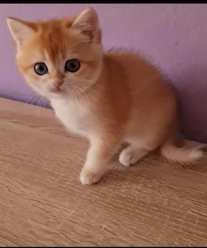 BKH Kitten mit Stammbaum - liebevoll aufgezogen & gesund