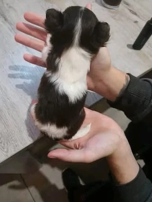 Entzückender Chihuahua-Welpe