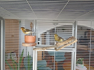 Kanarienvögel Pärchen 