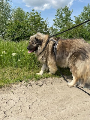 Heidi - eine wahre Perle sucht ihr Für-immer-Zuhause