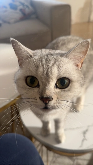 katze zu verkaufen