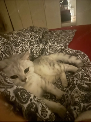 katze zu verkaufen 