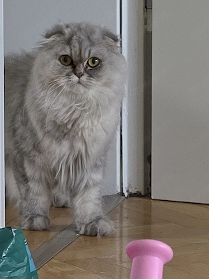 Ich suche einen Kater für meine Katze zur Paarung.