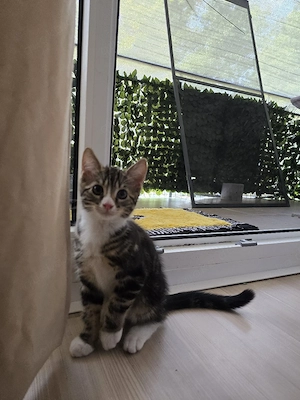 Süße Kätzchen suchen ein neues Zuhause Bild 1
