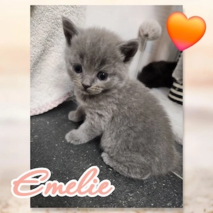 Edelmix Bombay Bkh Kitten zuckersüß absolute Traumkätzchen