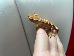 Kronengecko - Correlophus ciliatus