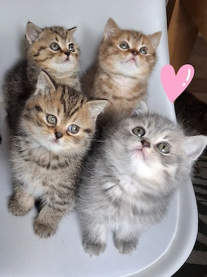 Reinrassige BKH Kitten 