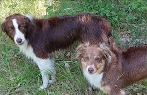Wurfankündigung- Border Collie  Australian Shepherd
