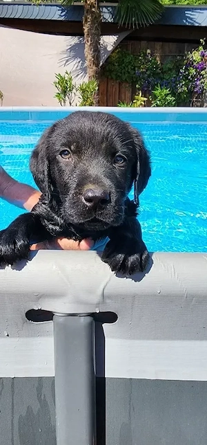 Labrador Welpe, Hündin schwarz mit Papieren und EU Impfbuch