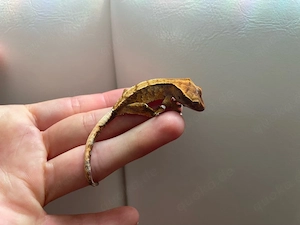 Kronengecko - Correlophus ciliatus