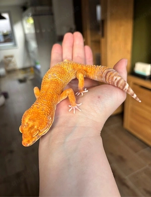 1.0 Leopardgecko Stonewash Bell