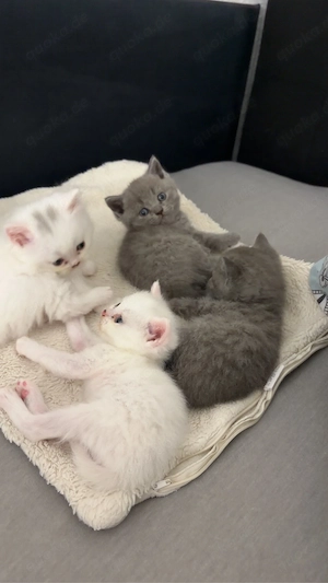 Reinrassige BKH Kitten