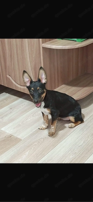 Lexi sucht ihr Glück 