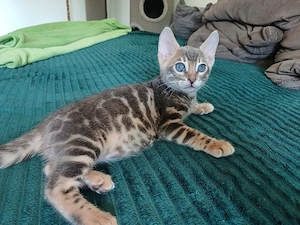 Reinrassiger Bengal Kitte mit Stammbaum 