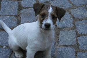 Jack Russell Terrier Welpen 11 Wochen , Weibchen
