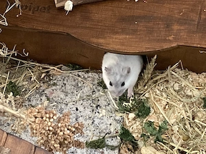 Dschungarischer Zwerghamster Mädchen mit XL Gehege