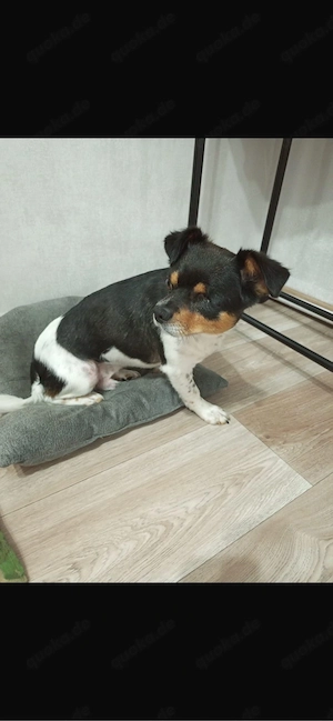 Chicco sucht sein Glück 