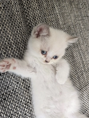 BKH Kitten Seal Point