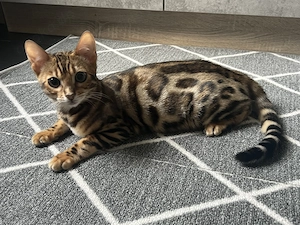 Bengal Kitten an liebevolle Hände weiter zu geben 