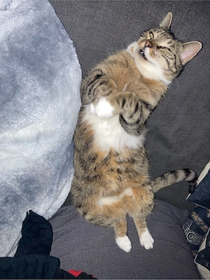 Ältere Katze sucht ein Freigänger Zuhause